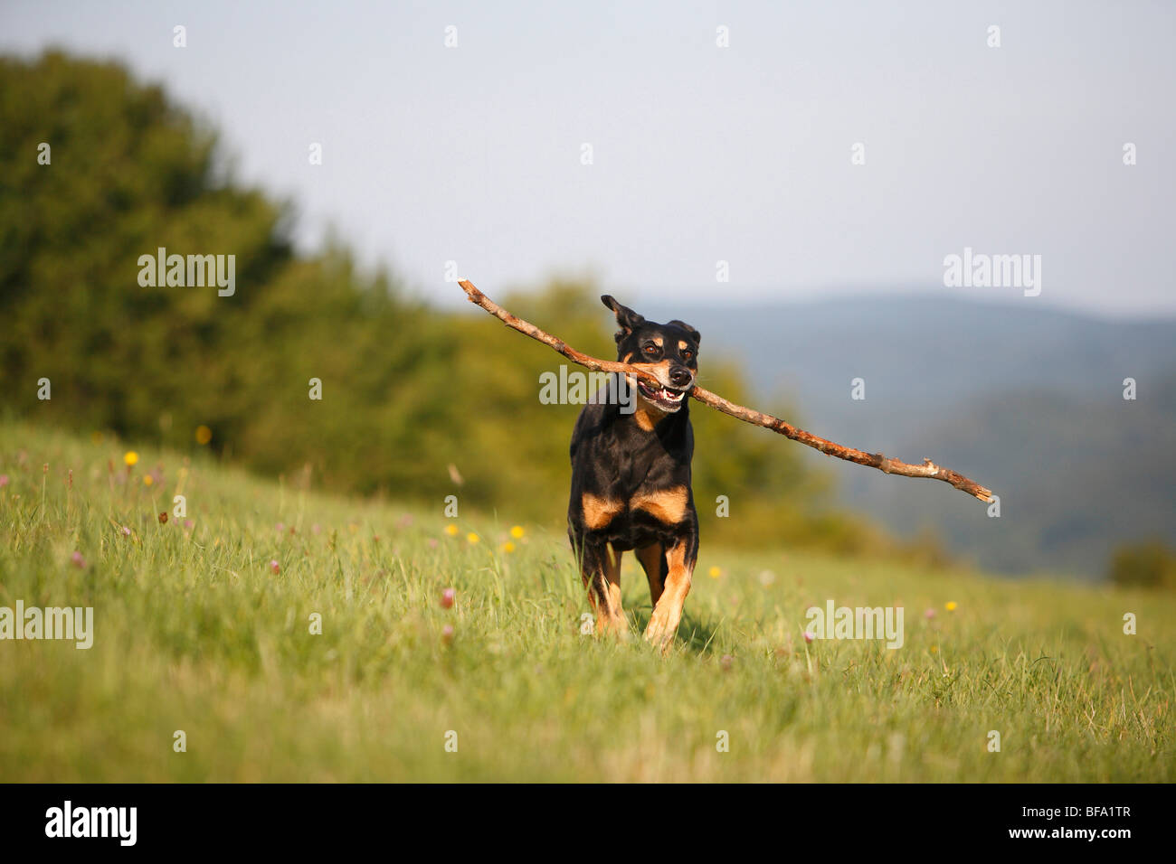 mixed breed dog (Canis lupus f. familiaris), 10 years old black and red