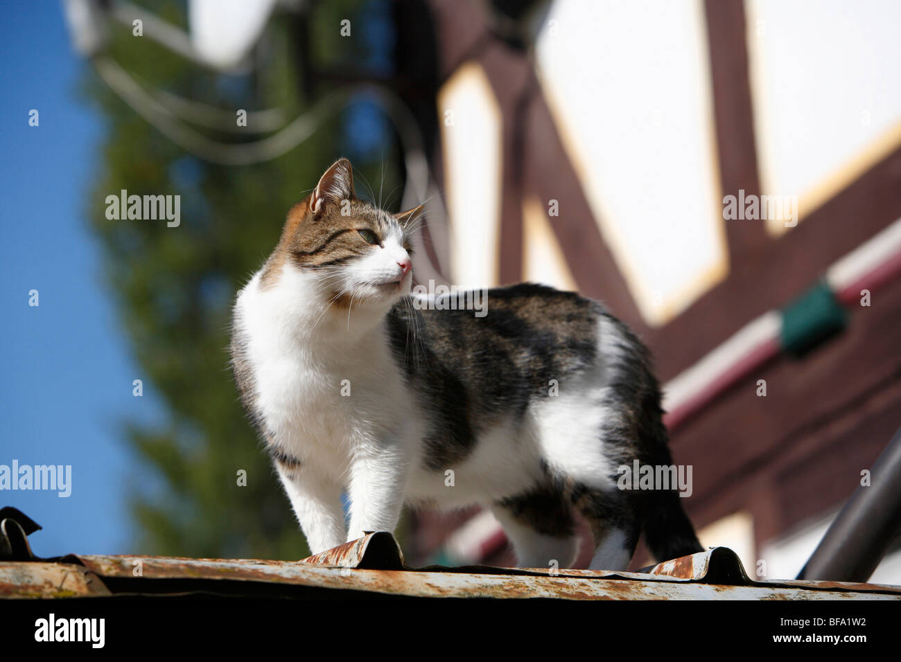 domestic cat, house cat, European Shorthair (Felis silvestris f. catus), three years old cat on a roof, Germany Stock Photo