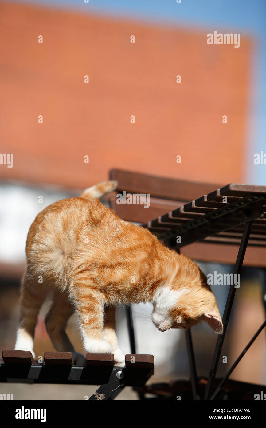 domestic cat, house cat, European Shorthair (Felis silvestris f. catus), half year old cat on a garden chair, Germany Stock Photo