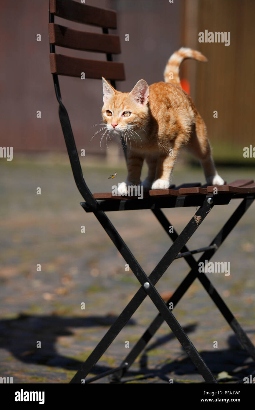 domestic cat, house cat, European Shorthair (Felis silvestris f. catus), half year old cat on a garden chair ready to jump, Ger Stock Photo