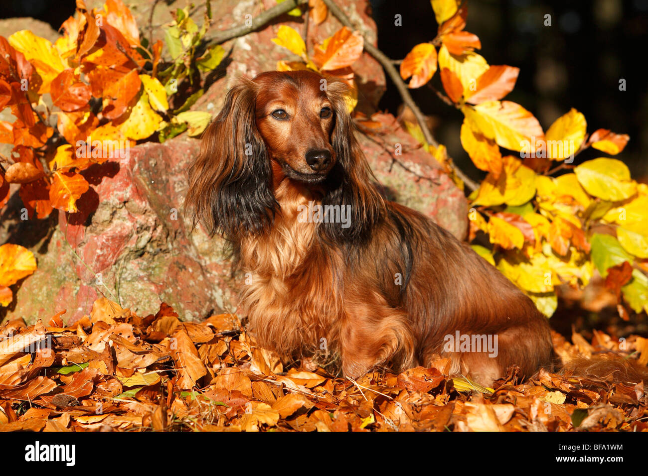 Dachshund, sausage dog, domestic dog (Canis lupus f. familiaris), dwarf