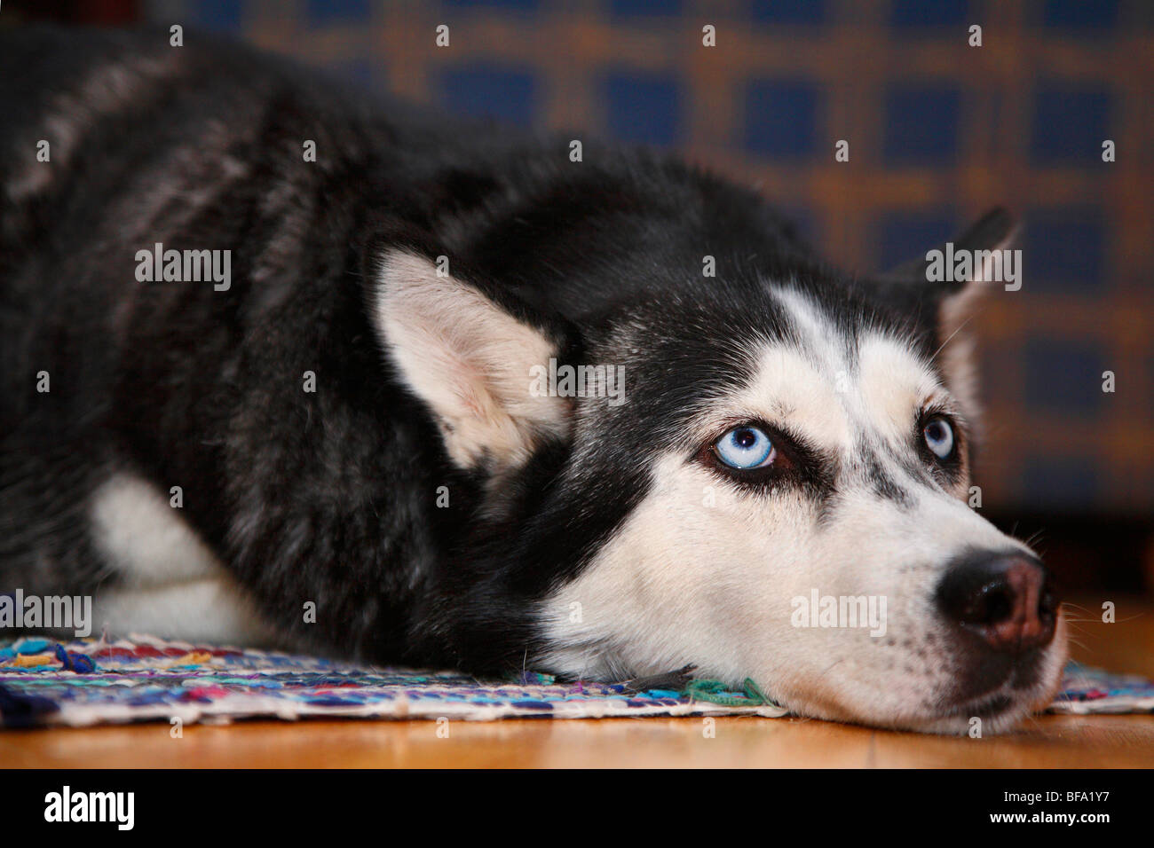 Siberian Husky (Canis lupus f. familiaris), lying on the floor looking up Stock Photo