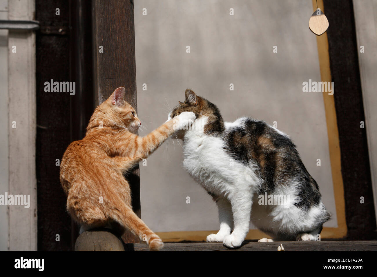 domestic cat, house cat, European Shorthair (Felis silvestris f. catus), two cats scuffling, Germany Stock Photo