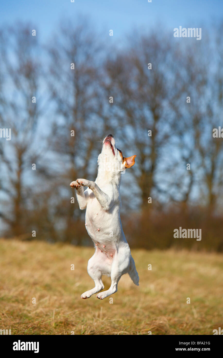 Jumping jack toy hi-res stock photography and images - Alamy