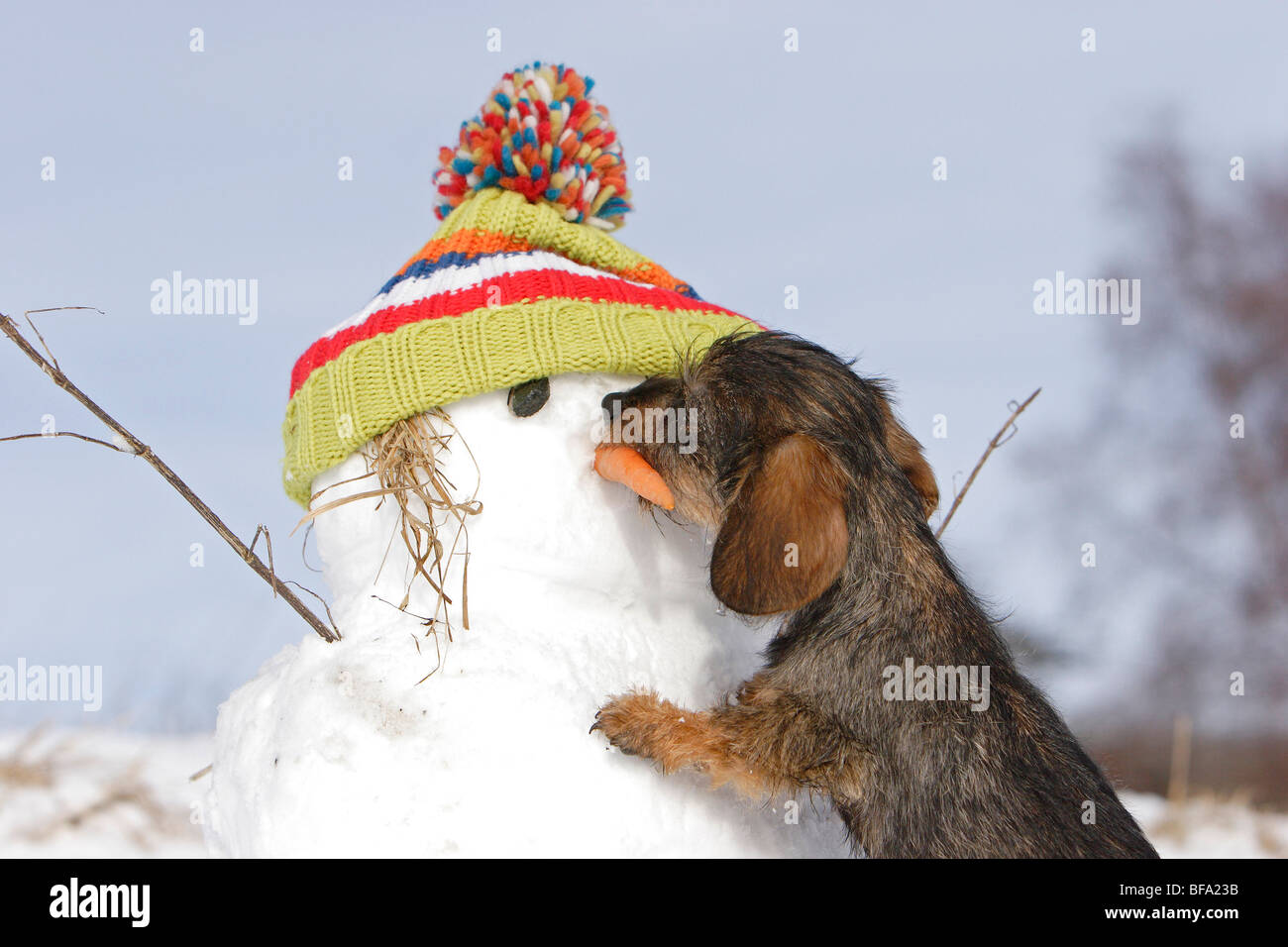 Domestic animals nose hires stock photography and images Alamy