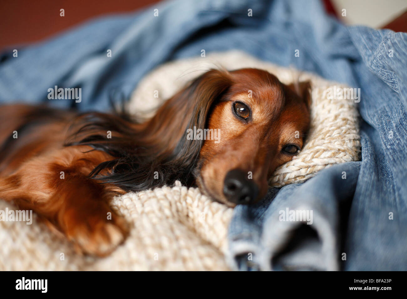 Dachshund, sausage dog, domestic dog (Canis lupus f. familiaris), lying in bed on a pullover and a jeans Stock Photo