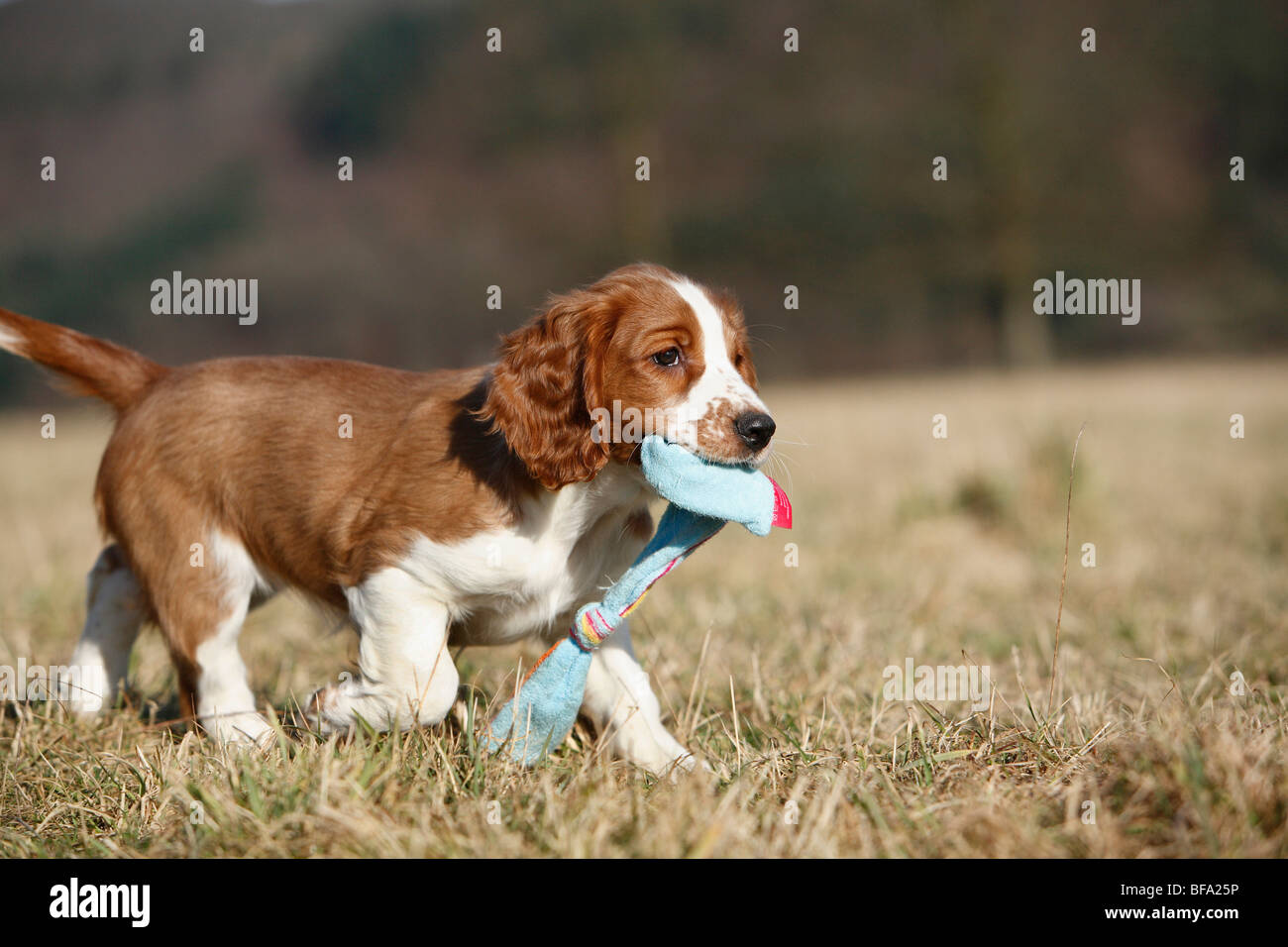 springer spaniel toy dog