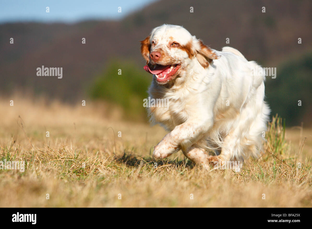 Clumber Spaniel (Canis lupus f. familiaris), running over a meadow, Germany Stock Photo