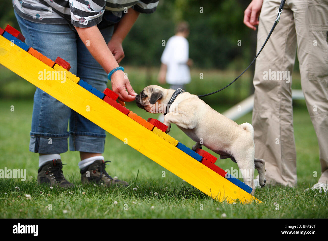 Pug (Canis lupus f. familiaris), puppy is attracting to walk over a barrier, Germany Stock Photo
