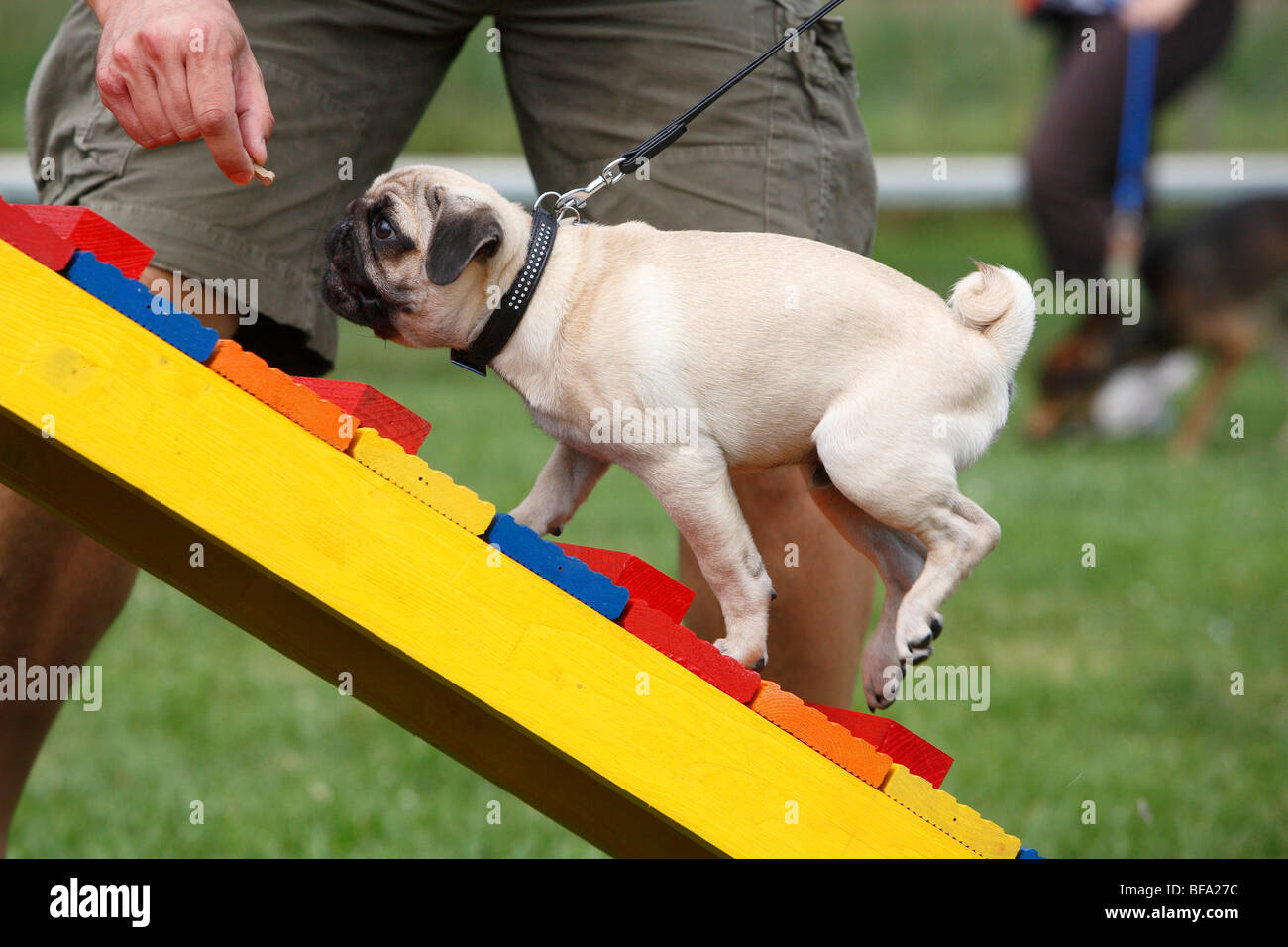 Pug (Canis lupus f. familiaris), puppy is attracting to walk over a barrier, Germany Stock Photo