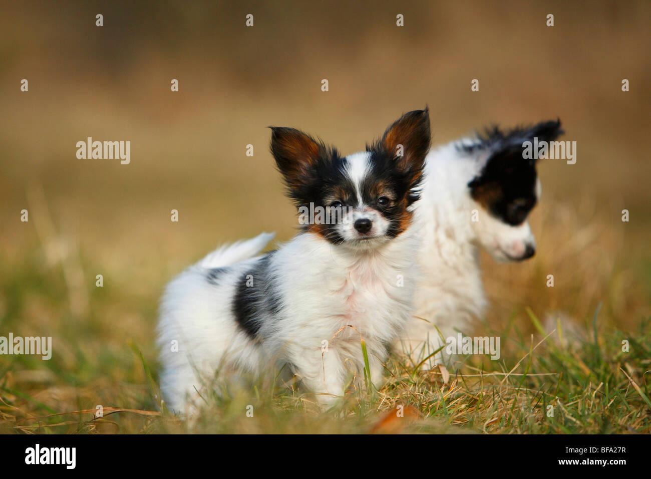 Papillon (Canis lupus f. familiaris), two puppies sitting in a meadow, Germany Stock Photo