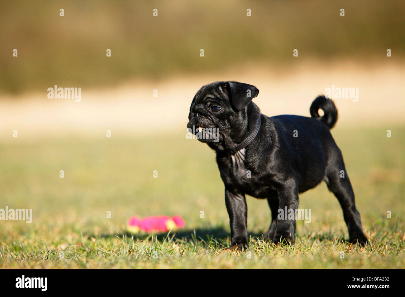 Black pug puppy hi-res stock photography and images - Alamy