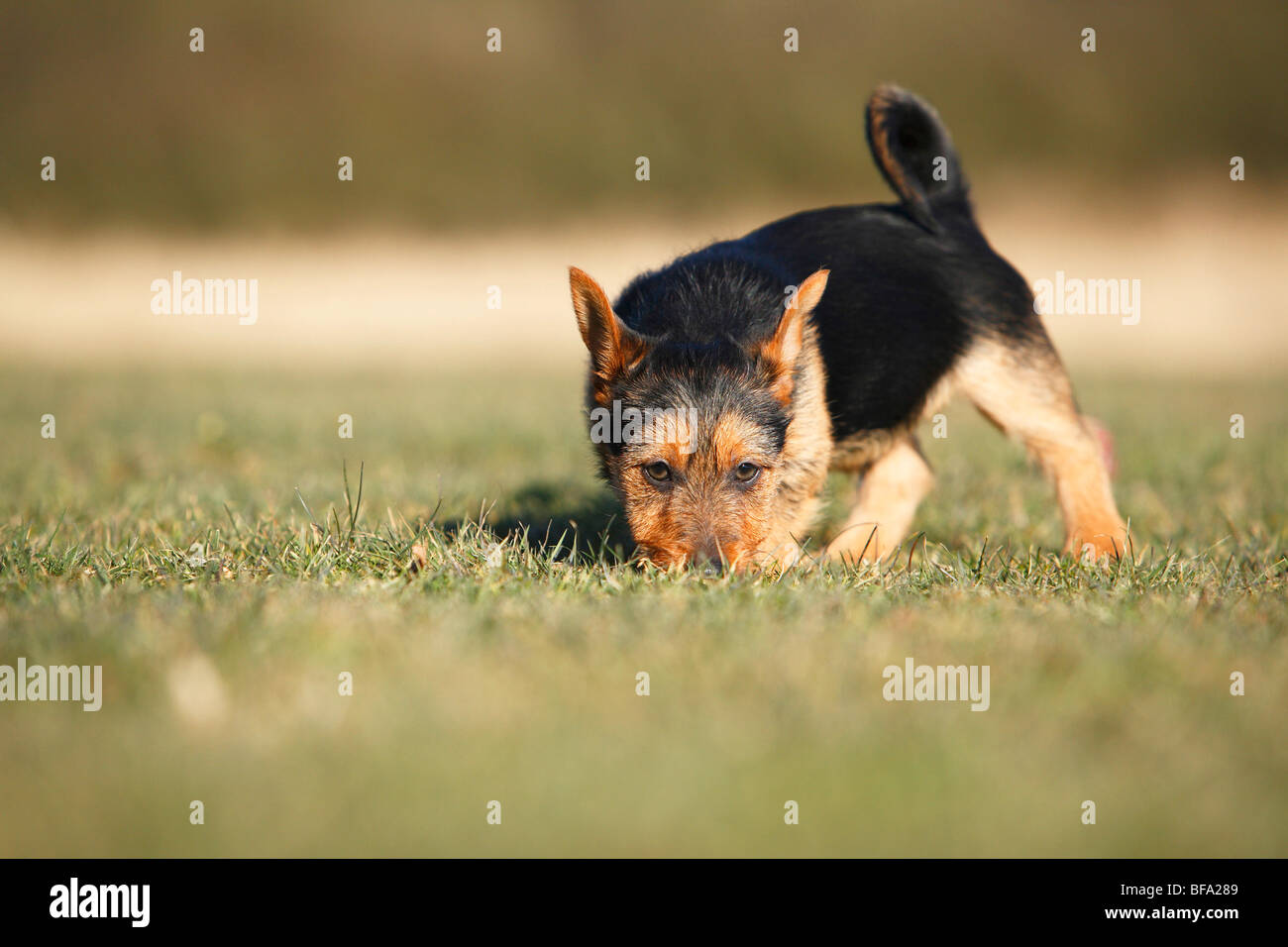 Australian Terrier (Canis lupus f. familiaris), puppy sniffing in a meadow, Germany Stock Photo