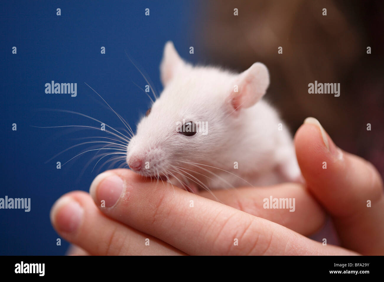 Fancy Rat, Brown rat (Rattus norvegicus domesticus, Rattus norvegicus