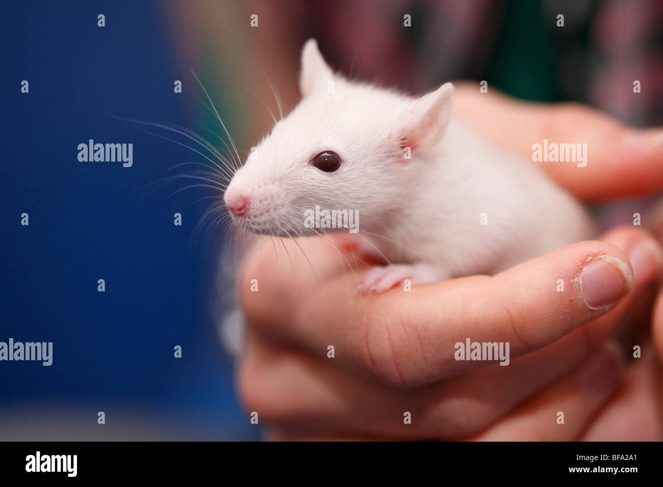 Rattus norvegicus domestica hi res stock photography and images