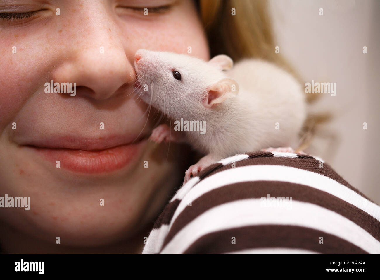 Fancy Rat, Brown rat (Rattus norvegicus domesticus, Rattus norvegicus
