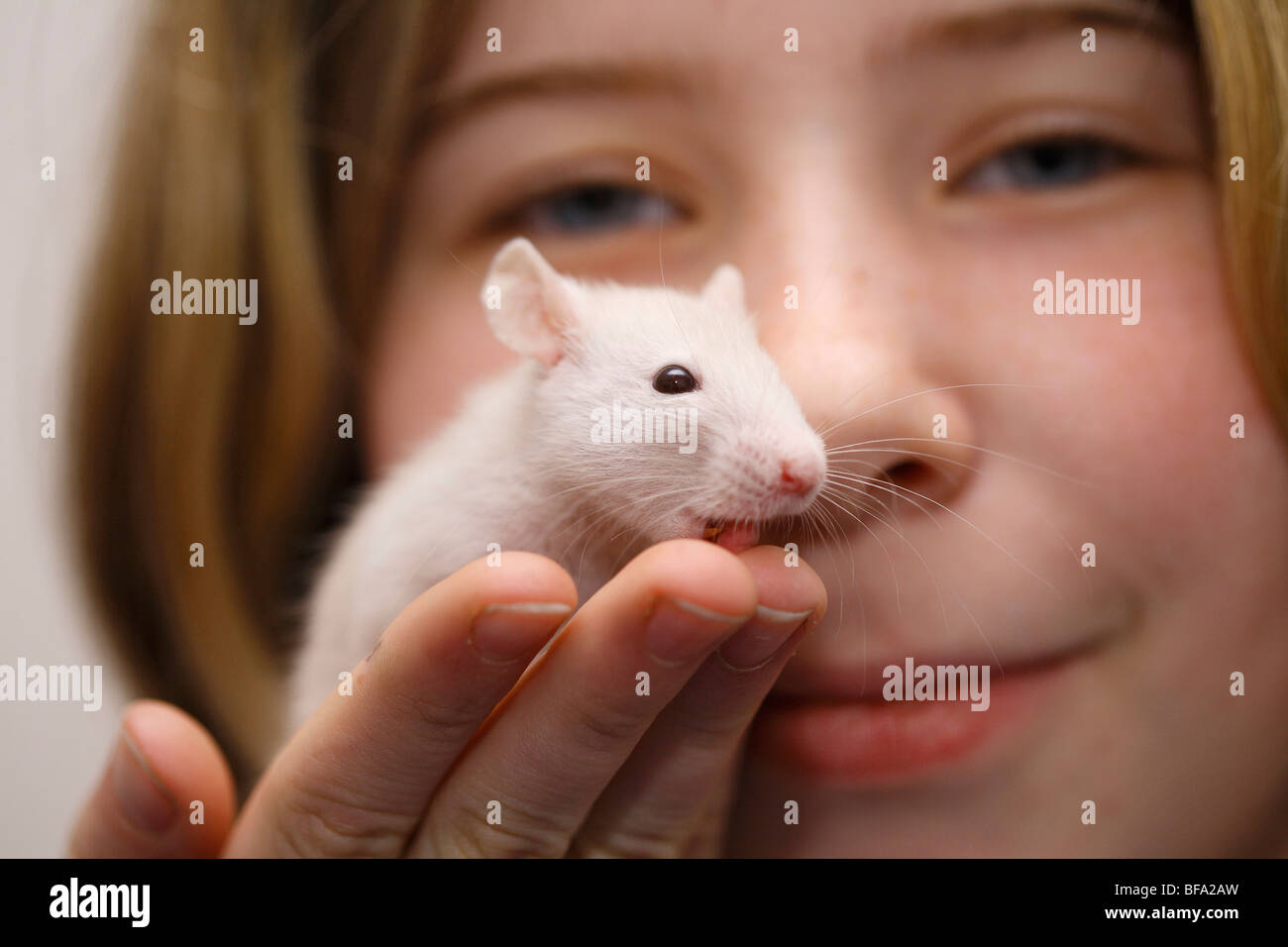 Fancy Rat, Brown rat (Rattus norvegicus domesticus, Rattus norvegicus