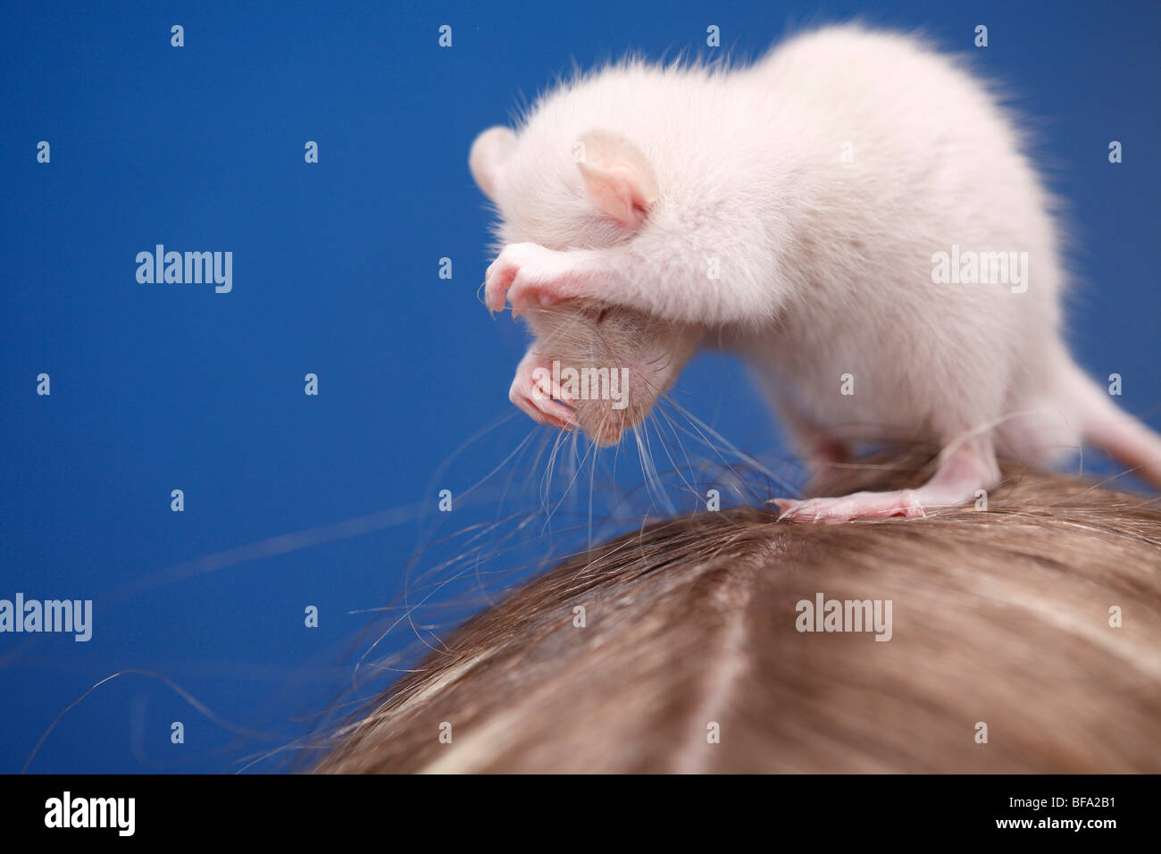 Fancy Rat, Bronw rat (Rattus norvegicus domesticus, Rattus norvegicus domestica), six weeks old animal sitting on a girl's head Stock Photo