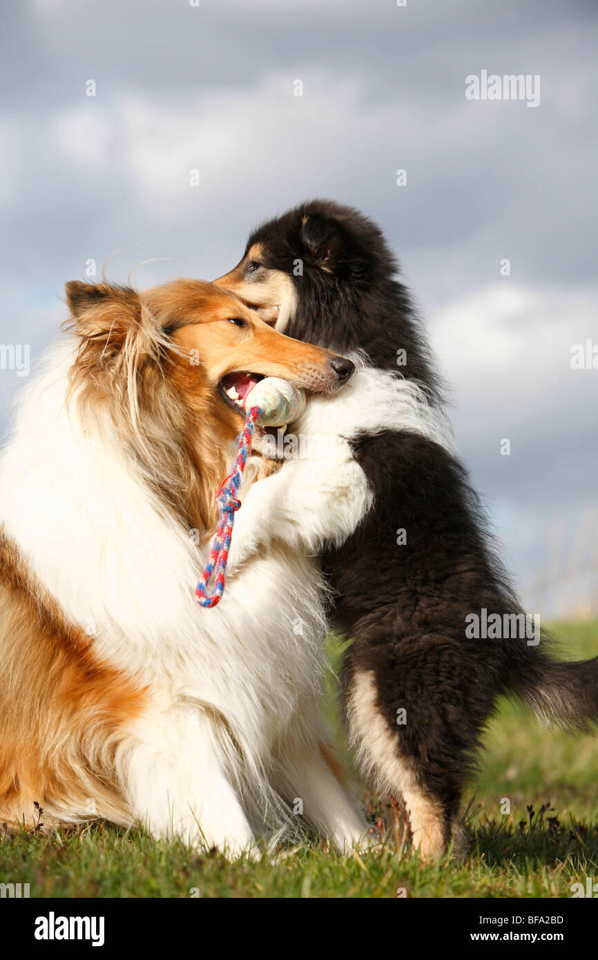 Rough Collie (Canis lupus f. familiaris), tricolour puppy romping with an sable white adult, Germany Stock Photo