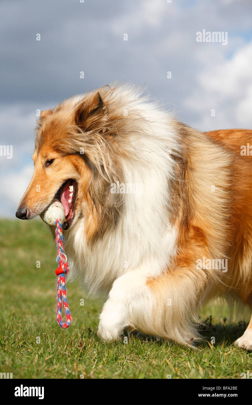 Rough Collie (Canis lupus f. familiaris), sablewhite adult with a toy
