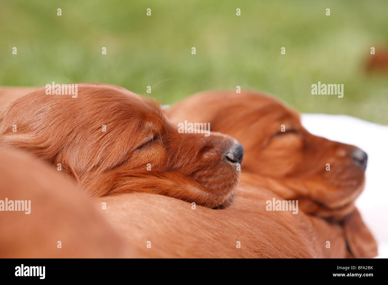 Irish Red Setter, Irish Setter (Canis lupus f. familiaris), two puppies sleeping on the back of their sibbling Stock Photo