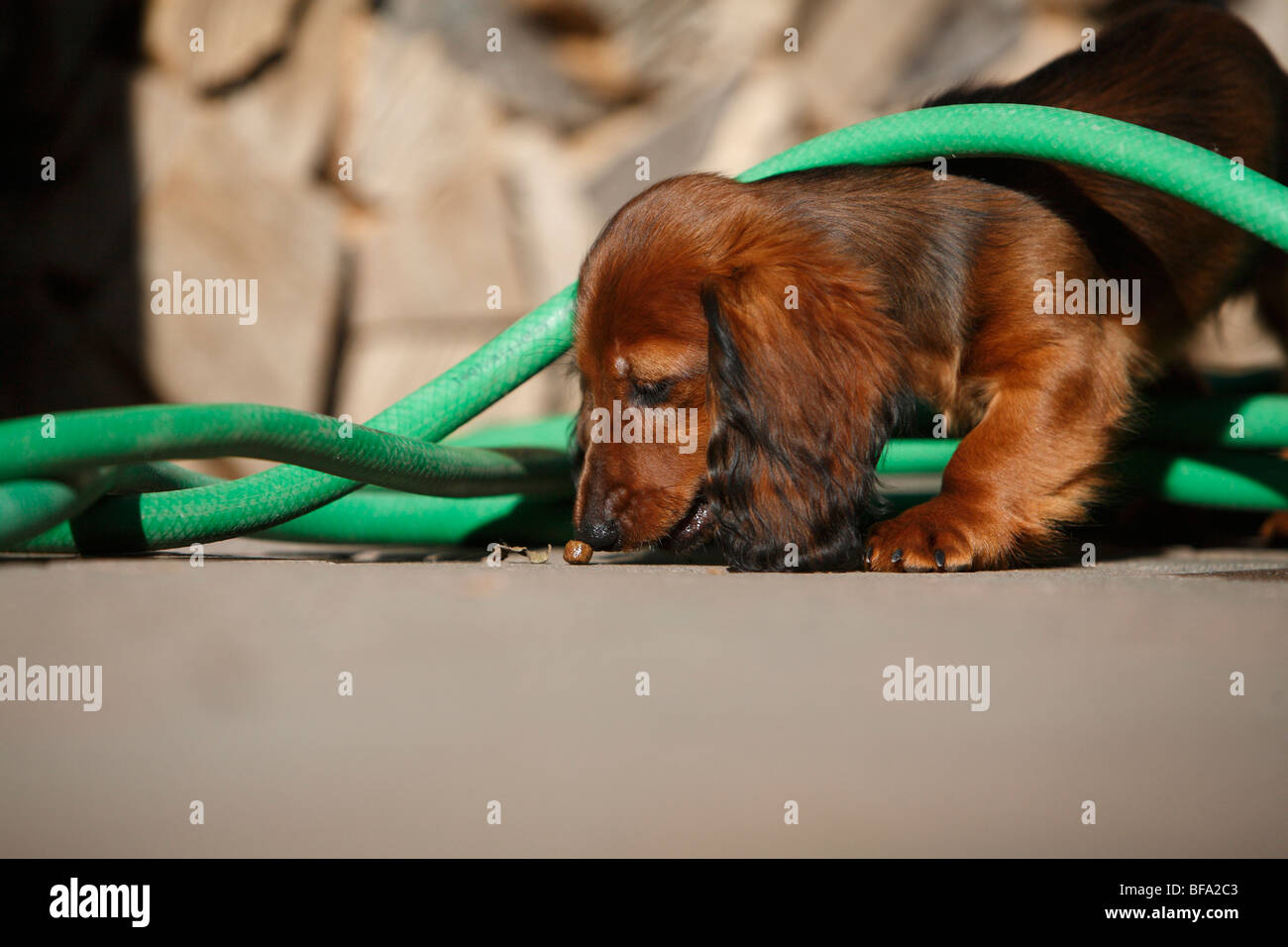 Longhaired Dachshund, Longhaired sausage dog, domestic dog (Canis — free download