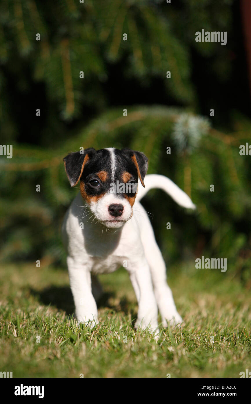 Jack Russell Terrier (Canis lupus f. familiaris), eight weeks old whelp standing on a lawn, Germany Stock Photo