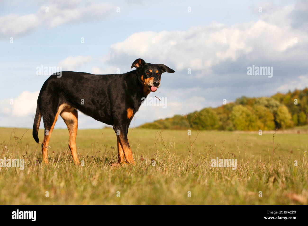 mixed breed dog (Canis lupus f. familiaris), ten years old female