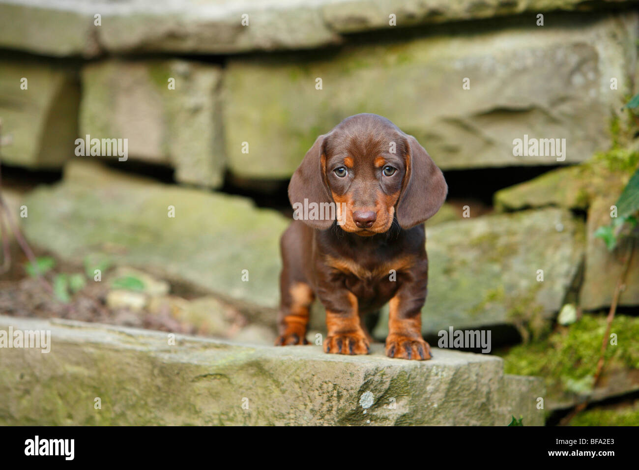 Short-haired Dachshund, Short-haired sausage dog, domestic dog (Canis lupus f. familiaris), puppy standing on a wall looking in Stock Photo