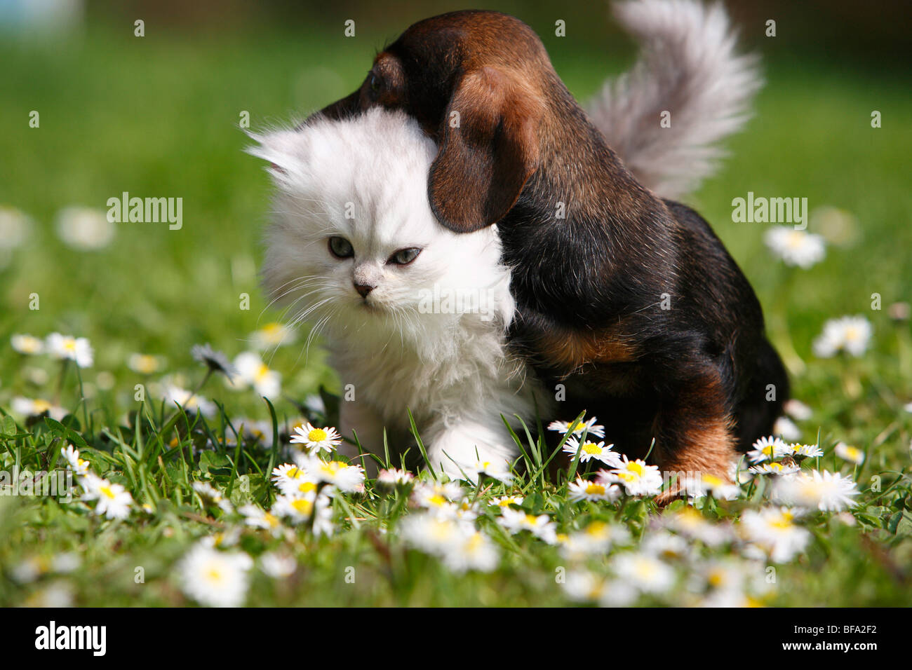dachshund, sausage dog, domestic dog (Canis lupus f. familiaris), puppy sitting in a meadow with a kitten of a Sellkirk Rex-Per Stock Photo
