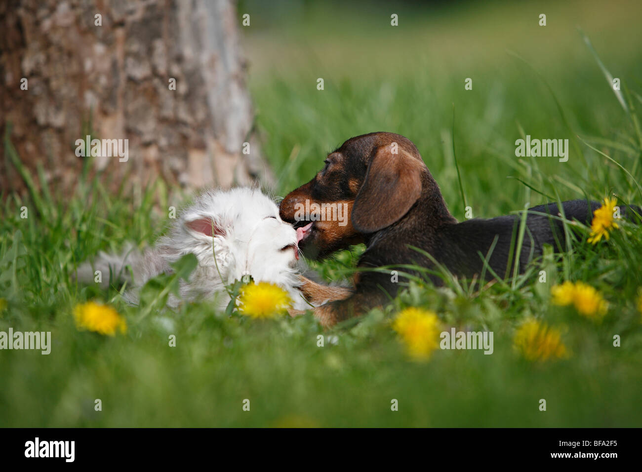 dachshund, sausage dog, domestic dog (Canis lupus f. familiaris), puppy in a meadow with a kitten of a Sellkirk Rex-Perser-mix, Stock Photo