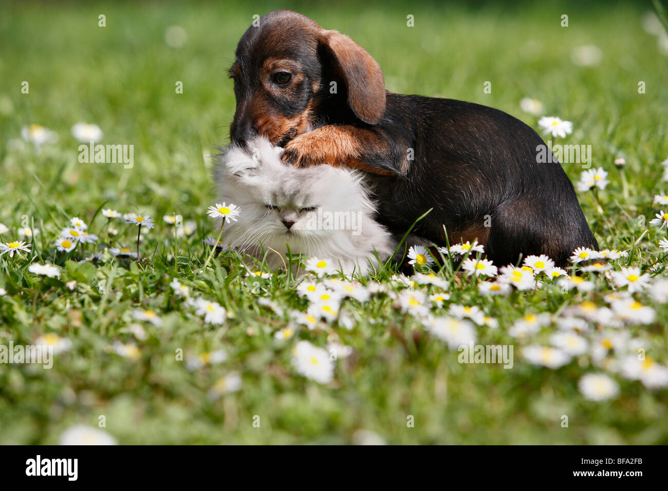dachshund, sausage dog, domestic dog (Canis lupus f. familiaris), puppy sitting in a meadow with a kitten of a Sellkirk Rex-Per Stock Photo