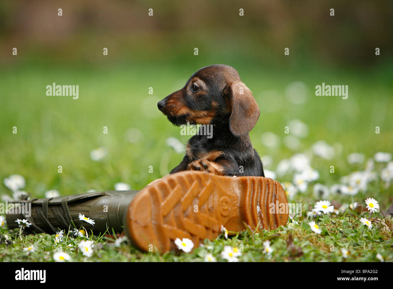 dachshund, sausage dog, domestic dog (Canis lupus f. familiaris), puppy sitting in a meadow with a rubber boot, Germany Stock Photo