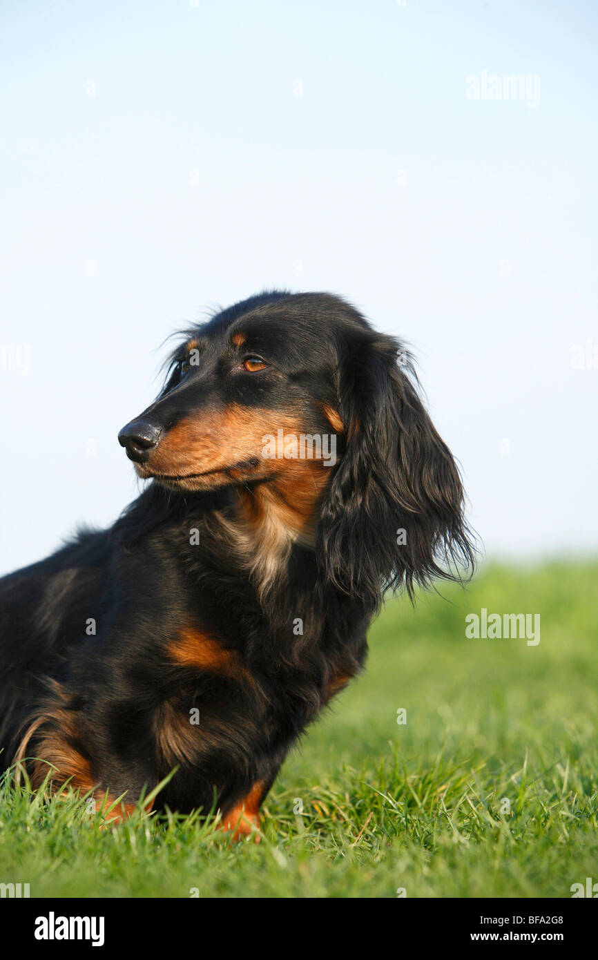 Dachshund, sausage dog, domestic dog (Canis lupus f. familiaris), black
