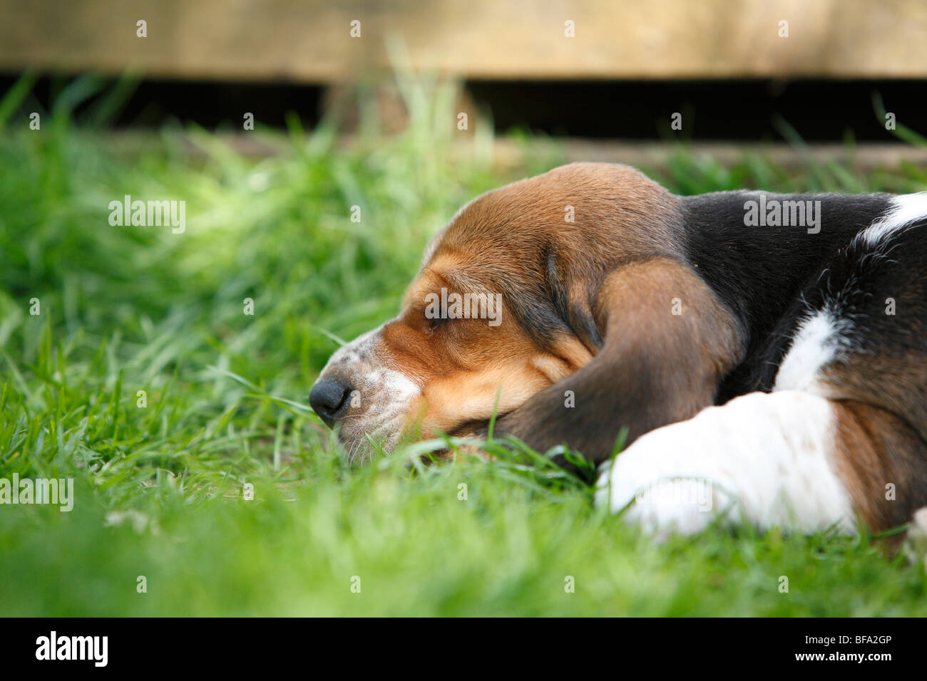 Basset Hound (Canis lupus f. familiaris), puppy lying in the grass sleeping , Germany Stock Photo