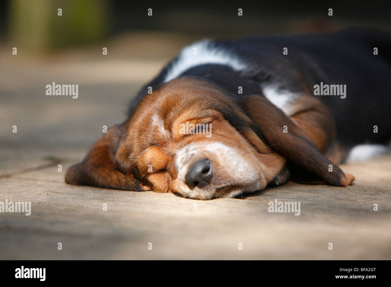 Basset Hound (Canis lupus f. familiaris), puppy lying on a terrace sleeping , Germany Stock Photo