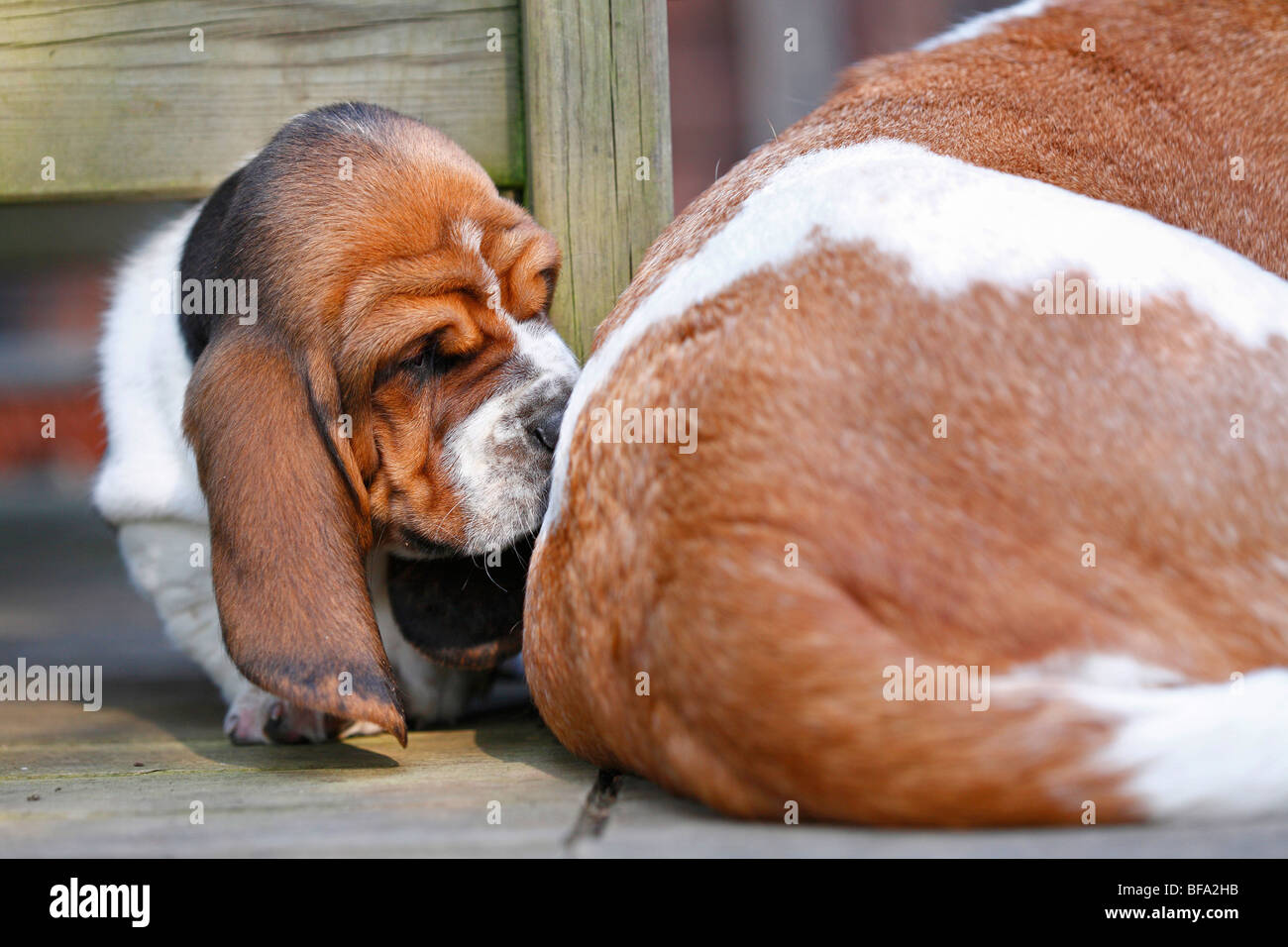 Basset deals hound sniffing