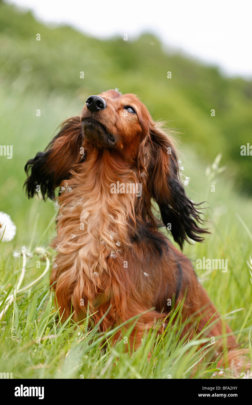 Ger Dog High Resolution Stock Photography and Images - Alamy