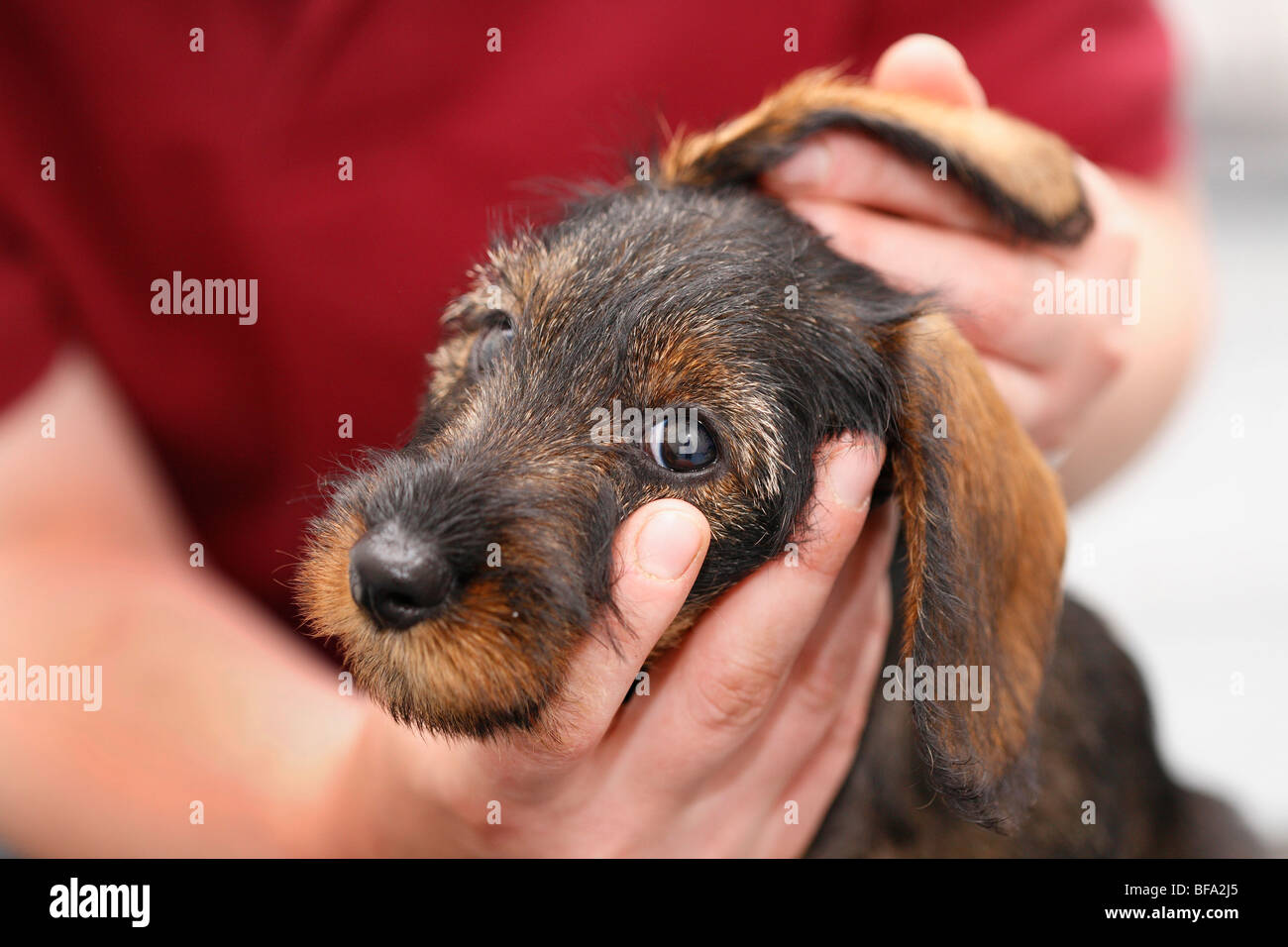 dachshund, sausage dog, domestic dog (Canis lupus f. familiaris), veterinary examins the ears of a nine week old puppy, Germany Stock Photo