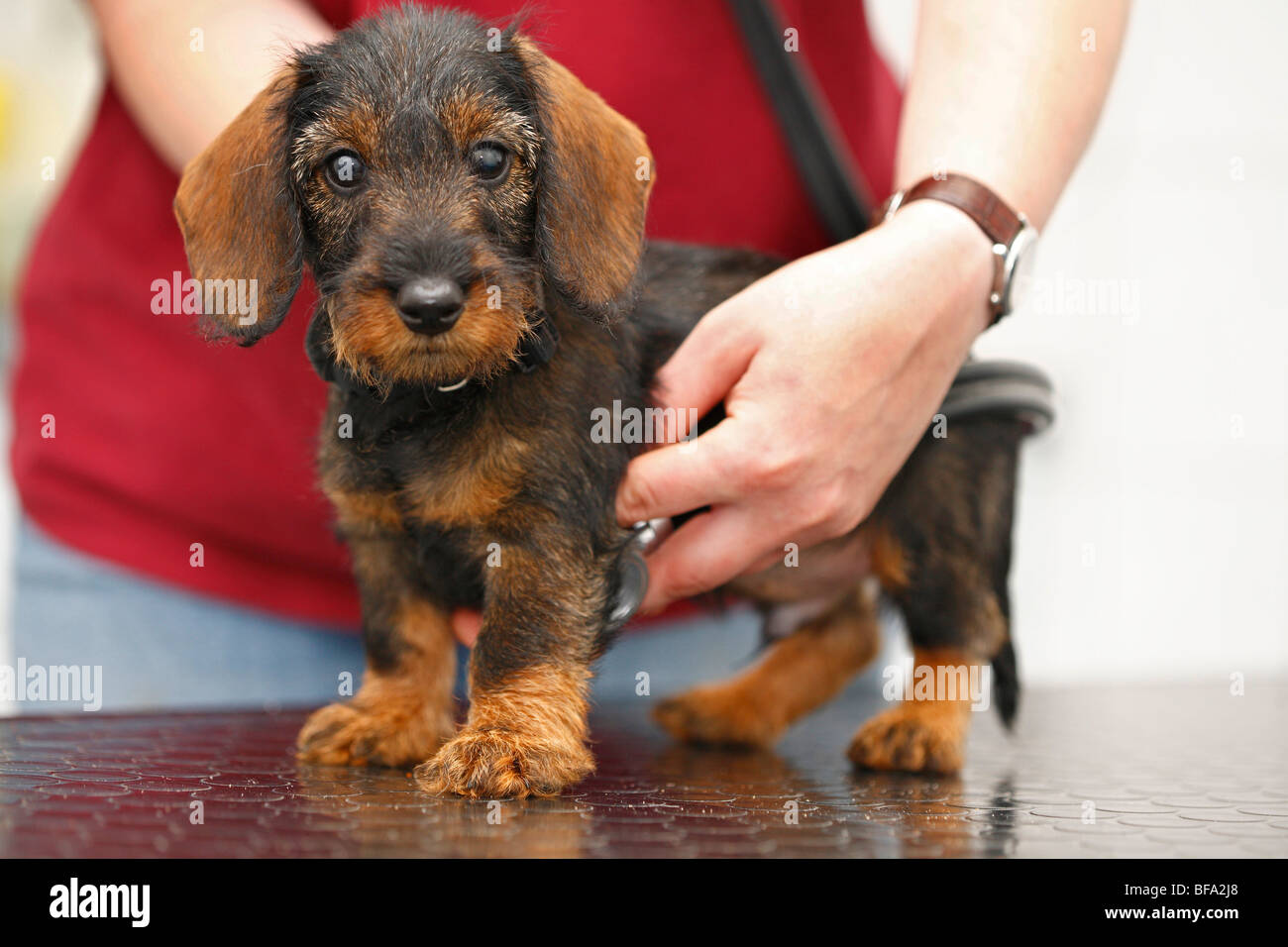 dachshund, sausage dog, domestic dog (Canis lupus f. familiaris), veterinary examins the heart beat of a nine weeks old puppy, Stock Photo