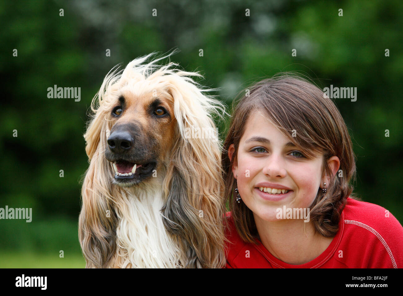 Afghanistan Hound, Afghan Hound (Canis lupus f. familiaris), girl embracing a dog Stock Photo