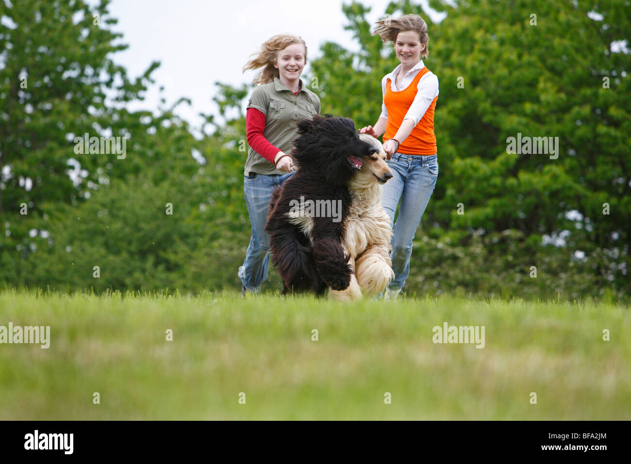 Afghanistan Hound, Afghan Hound (Canis lupus f. familiaris), two girls running over a meadow with two leashed dogs Stock Photo