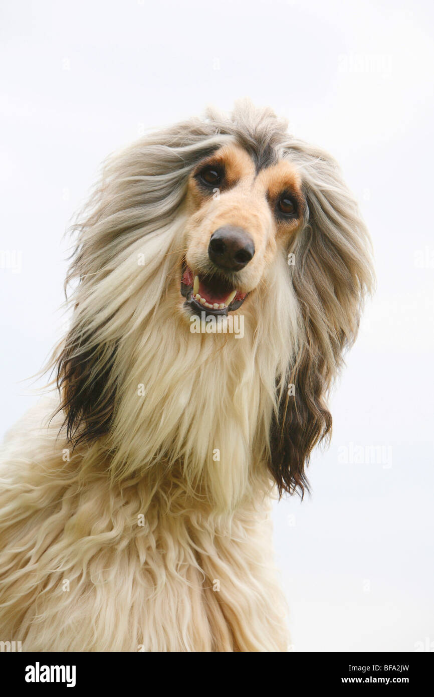 Afghanistan Hound, Afghan Hound (Canis lupus f. familiaris), portrait Stock Photo