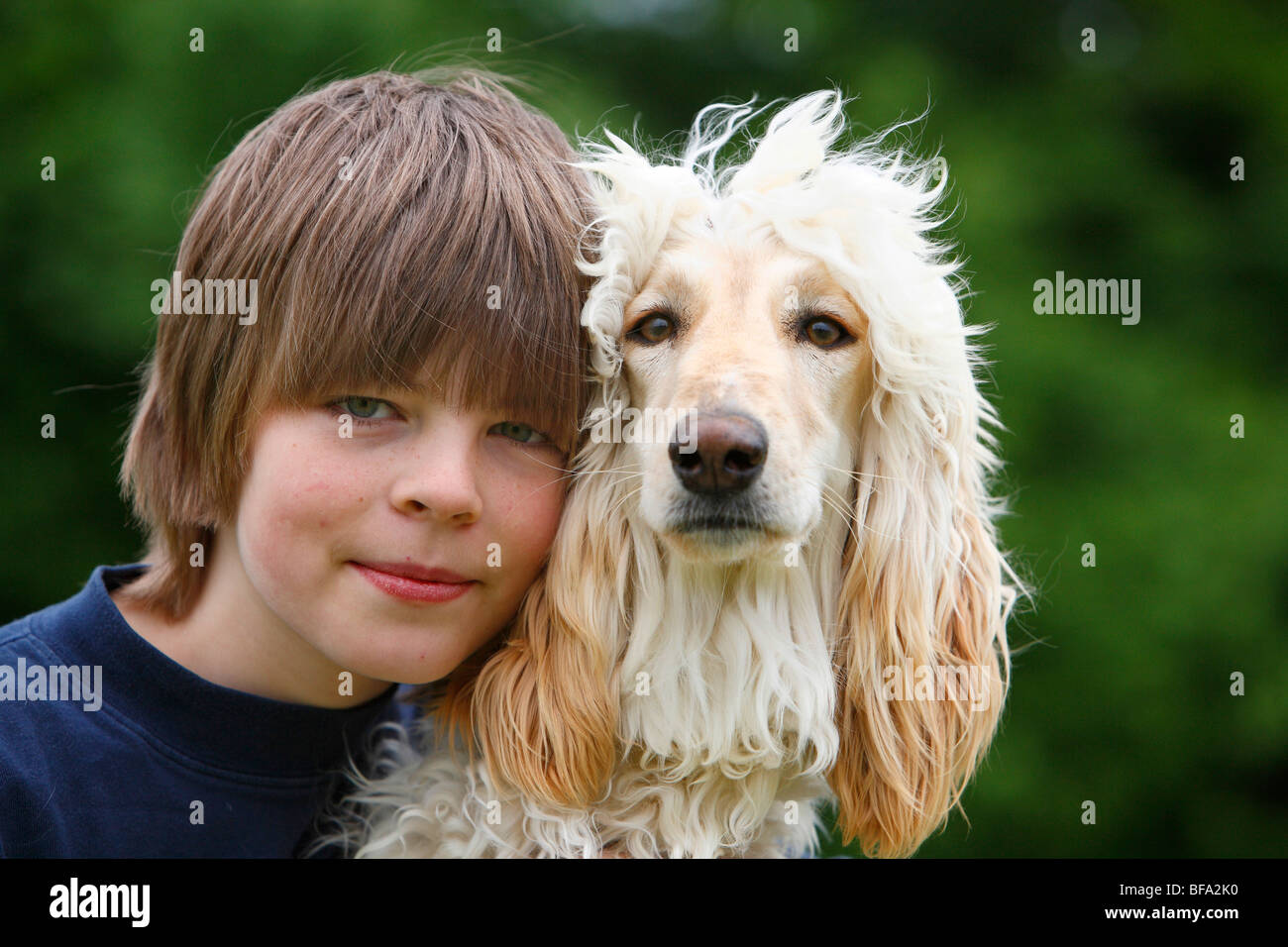 Afghanistan Hound, Afghan Hound (Canis lupus f. familiaris), boy with his dog, Germany Stock Photo