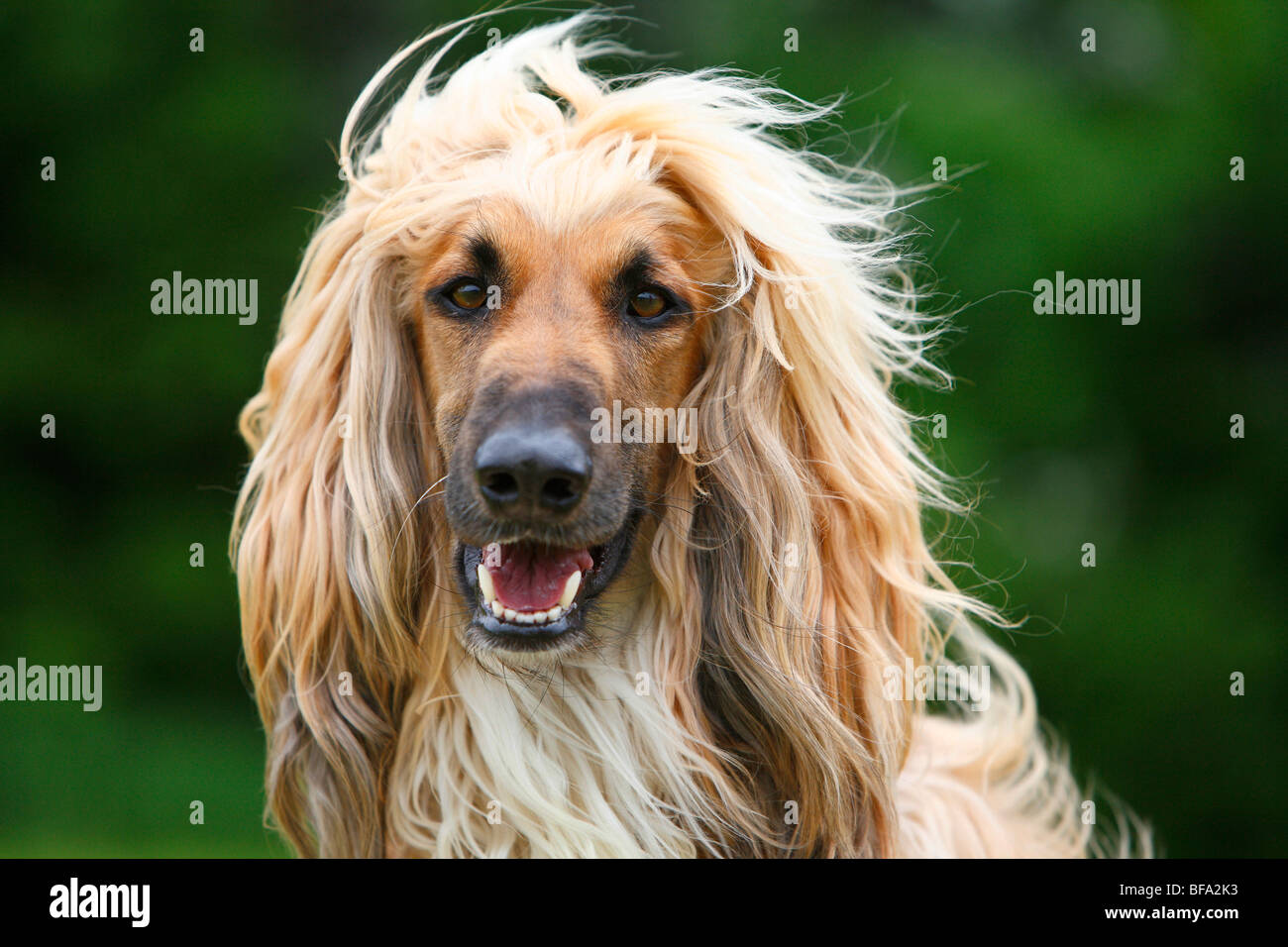 Afghanistan Hound, Afghan Hound (Canis lupus f. familiaris), outdoor portrait with waving hair Stock Photo