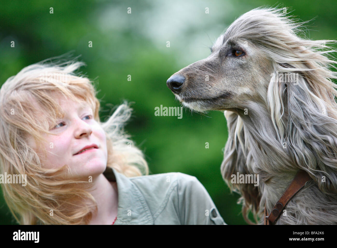 Afghanistan Hound, Afghan Hound (Canis lupus f. familiaris), girl with his dog, their long hair blowing in the wind Stock Photo