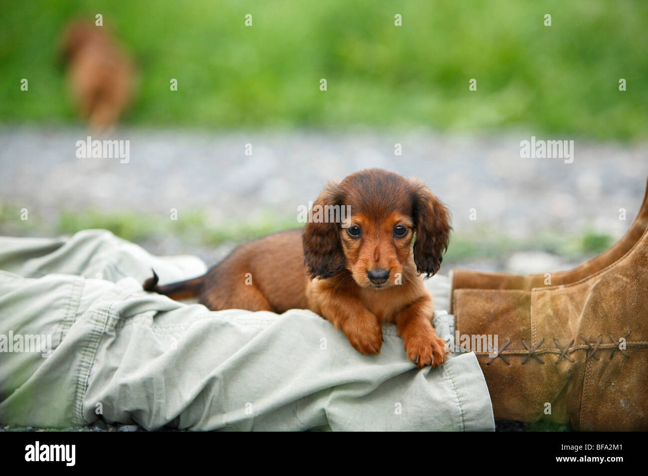 Long Haired Dachshund Long Haired Sausage Dog Domestic Dog