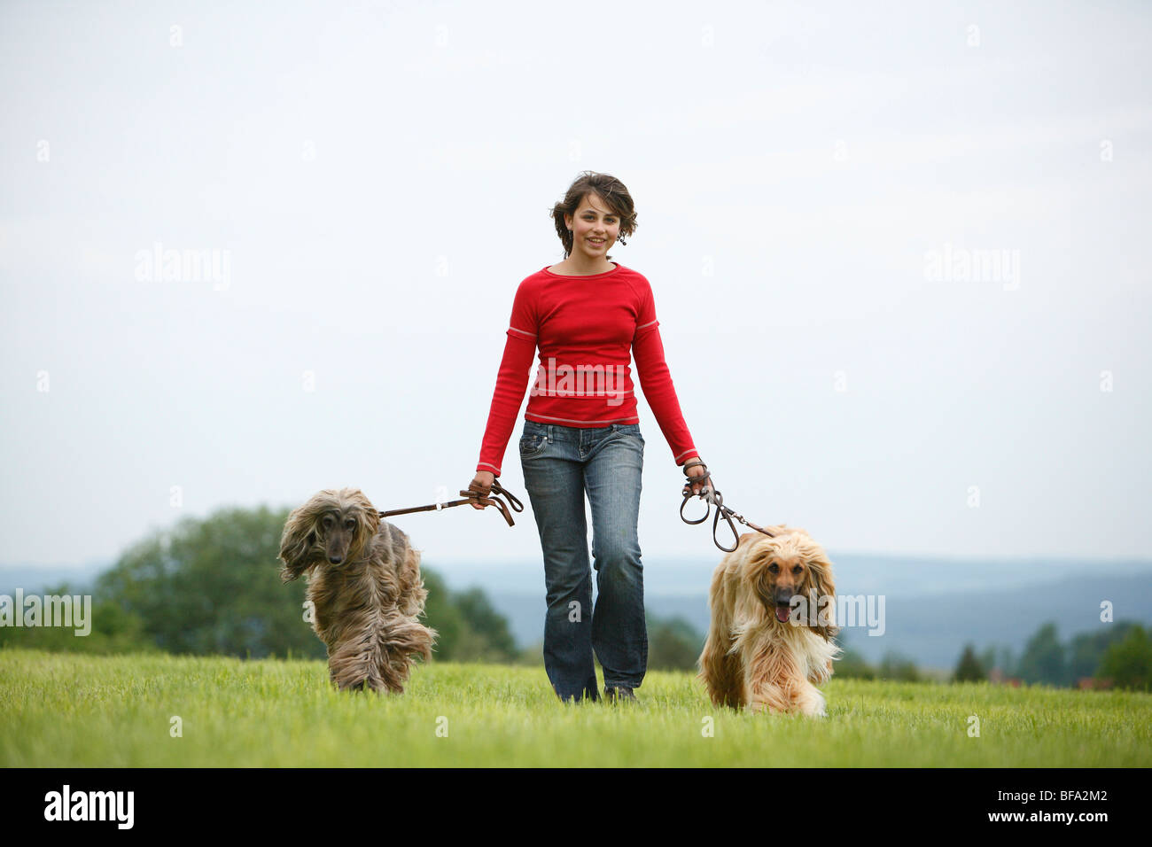 Afghanistan Hound, Afghan Hound (Canis lupus f. familiaris), girl with their two leashed dogs in a meadow, Germany Stock Photo
