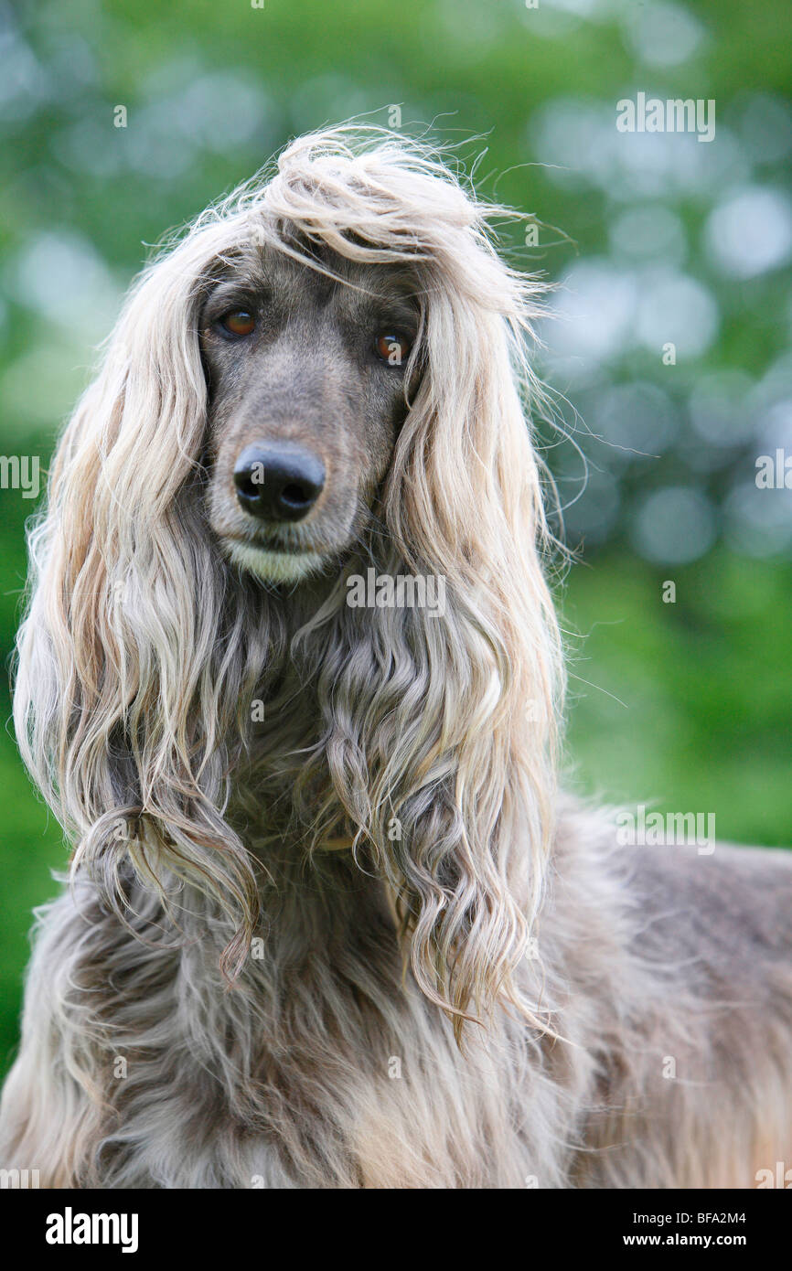 Afghanistan Hound, Afghan Hound (Canis lupus f. familiaris), portrait, Germany Stock Photo