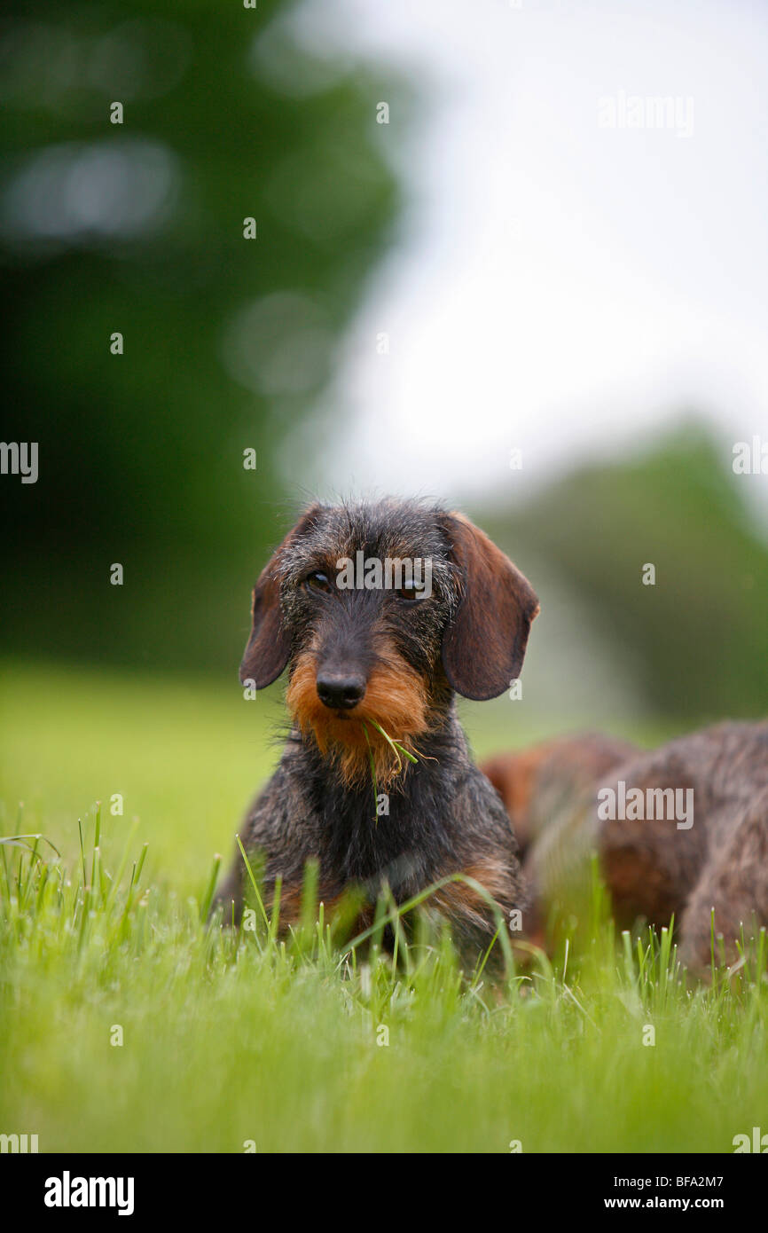 Dwarf sausage dog sitting in a meadow hires stock photography and